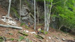 CORSO DI TREE CLIMBING – OPERATORI ADDETTI AI SISTEMI DI ACCESSO E POSIZIONAMENTO MEDIANTE FUNI PER LAVORI SU ALBERI - immagine 2