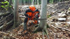 CORSO DI TREE CLIMBING – OPERATORI ADDETTI AI SISTEMI DI ACCESSO E POSIZIONAMENTO MEDIANTE FUNI PER LAVORI SU ALBERI - immagine 3