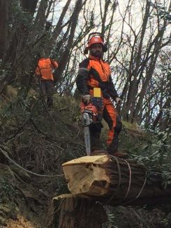 ABBATTIMENTO CONTROLLATO ALBERI CON PIATTAFORME DI LAVORO ELEVABILI - immagine 5