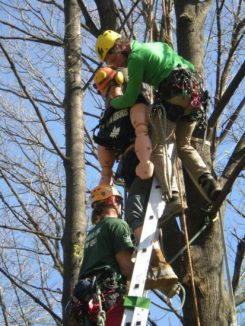 GESTIONE DELLE EMERGENZE E RECUPERO DEL FERITO IN TREE CLIMBING