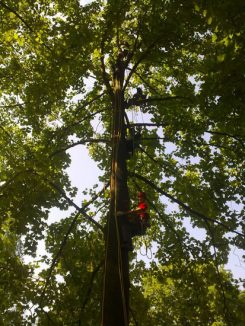 TREE CLIMBING AVANZATO